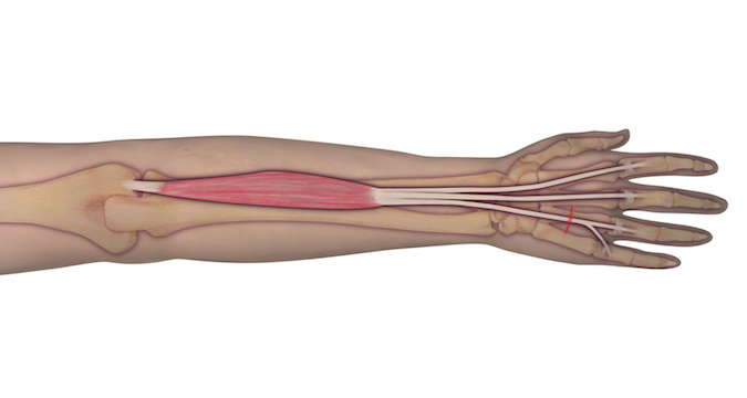 proper posture test Extensor and Tendon Digitorum Communis Muscle Exam: Test