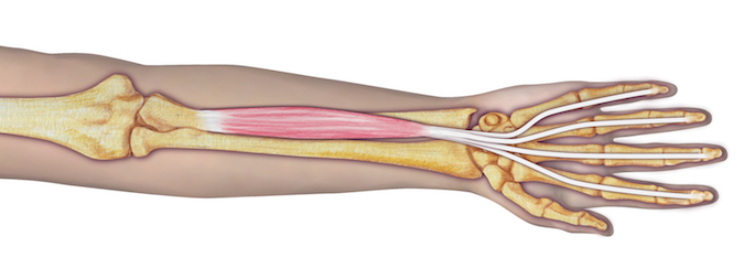 Muscle Test and Tendon Exam: Flexor Digitorum Profundus (FDP) | Hand Surgery Source