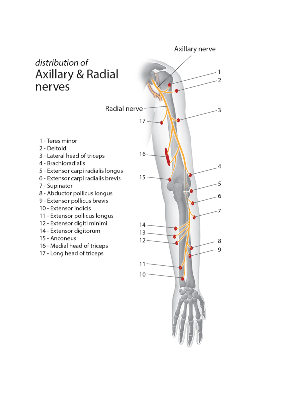 Radial Nerve  Motor  Innervation Wallpaperall