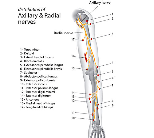 RADIAL TUNNEL SYNDROME | Hand Surgery Source