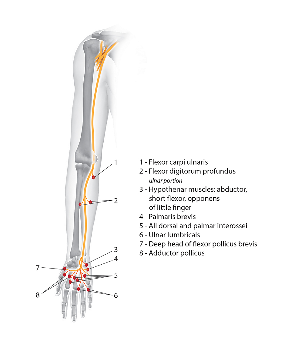 Muscle Testing by Nerve | Hand Surgery Source